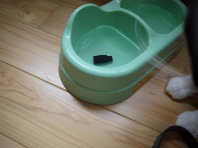 水入れにおもちゃが…