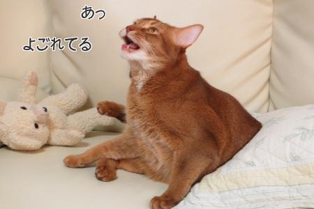 95WBQQZsMlc3GlS1355204622_1355204986.jpg