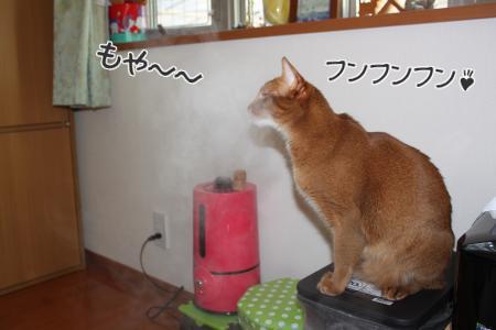 HKssYU6kBOVSh881357715053_1357715242.jpg