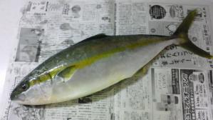 hiramasa
