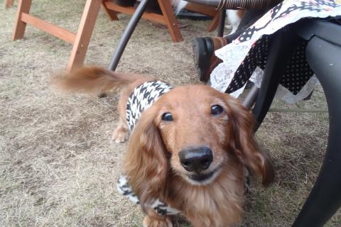 ももちゃん
