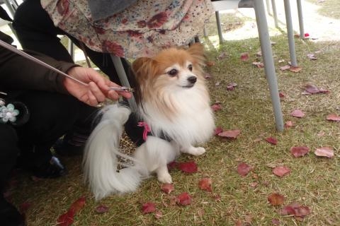 さくらちゃん1