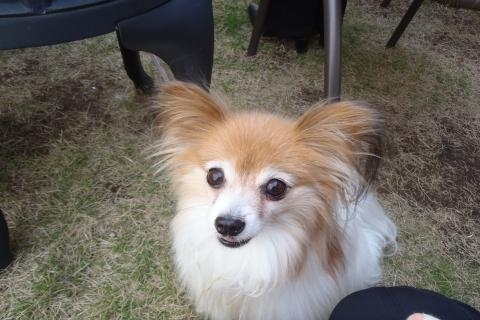 さくらちゃん2