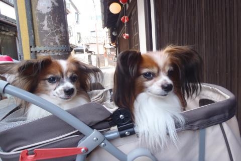ロビン&ルーク君2