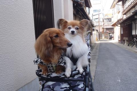 桜&ももカート