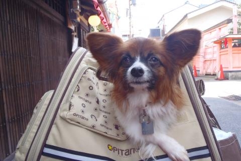 はなカート