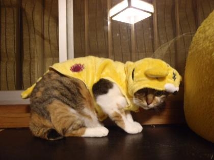 appu hirikigurumi