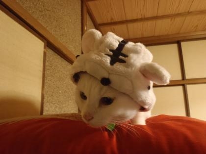 appu naotoapu