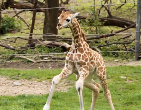 生まれたてのキリン