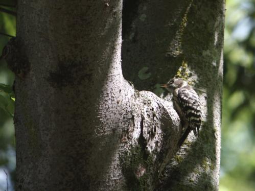 120519kogera026.jpg