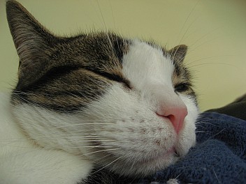 Sakura napping
