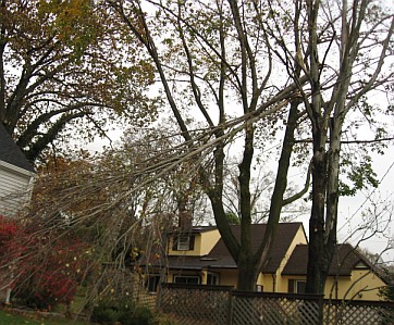 Fallen tree branch