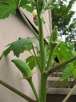 Okras.jpg