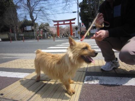 平野神社IMG_3856 - コピー
