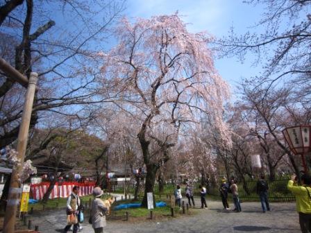 平野神社IMG_3860 - コピー