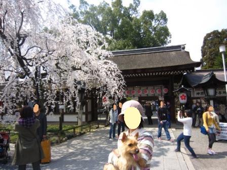 平野神社IMG_3867 - コピー