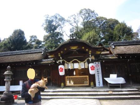 平野神社IMG_3886 - コピー