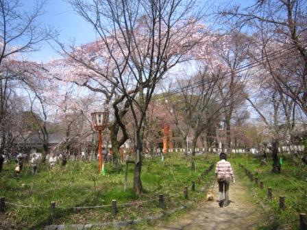 平野神社IMG_3900 - コピー