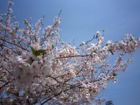 桜IMG_4162
