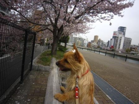 桜のっけIMG_4154