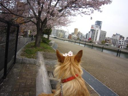桜のっけIMG_4156
