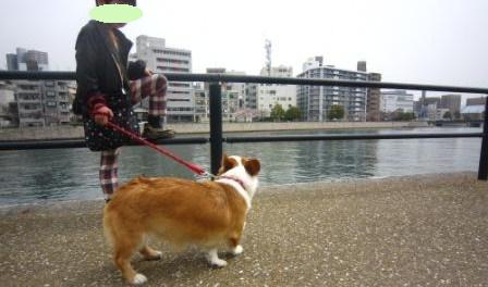 ゆめちゃんIMG_4020 - コピー