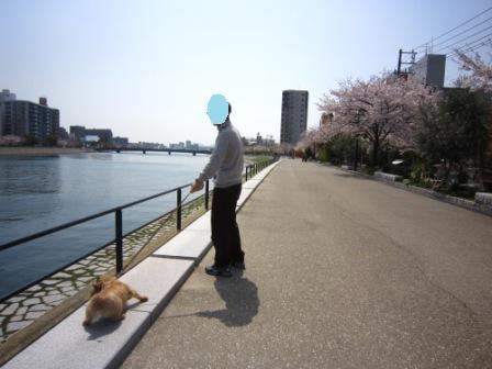 桜満開IMG_4064 - コピー