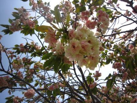 八重桜IMG_4333