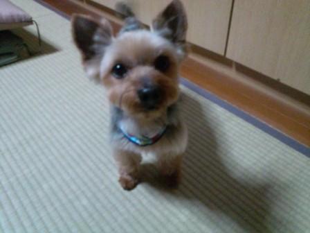 トイちゃん写真 (3) - コピー