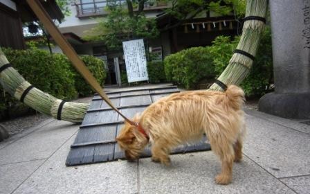 車折神社IMG_5254 - コピー