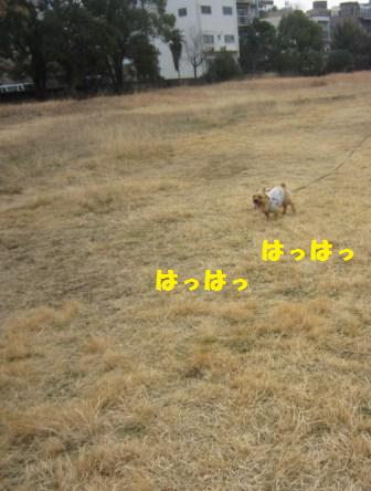 原っぱIMG_7525 - コピー