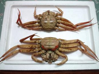 クリックで拡大