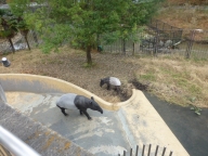 ばく