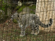 ユキヒョウ
