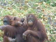 オランウータン