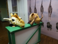 動物の視野