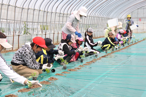 20120612小学4年生がメロンの植栽体験