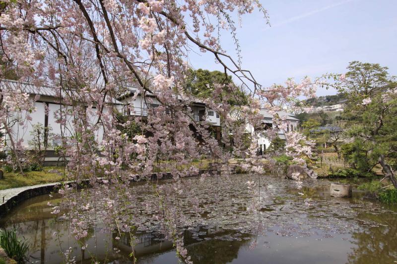 桜_convert_20120510210214