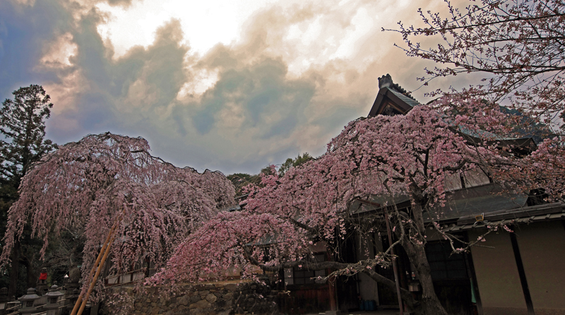氷室神社夕景