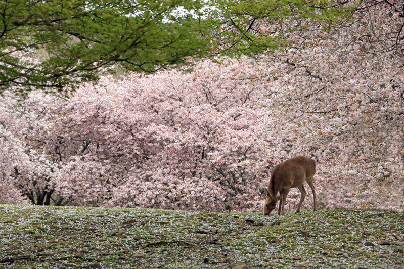 奈良公園:桜の花びらに包まれて…