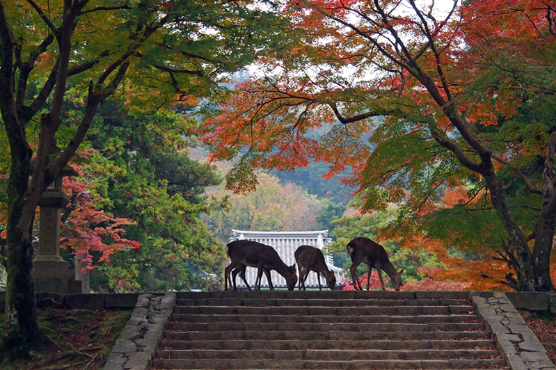 奈良公園:紅葉の彩りに囲まれて…