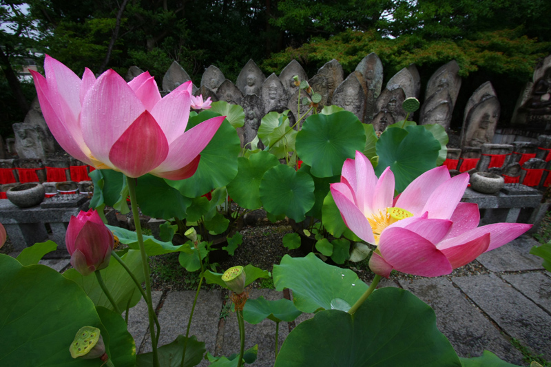 B喜光寺ハス