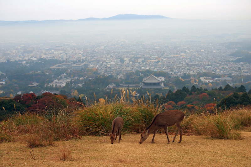 B若草山山頂より