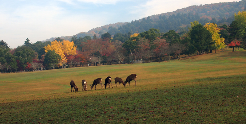 C奈良公園