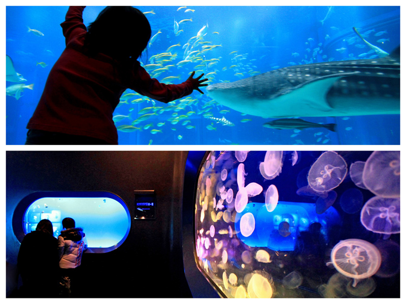l海遊館
