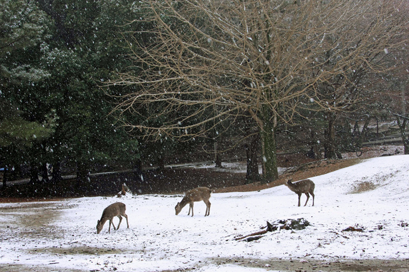 h奈良公園2008.2.3
