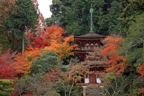 20浄瑠璃寺