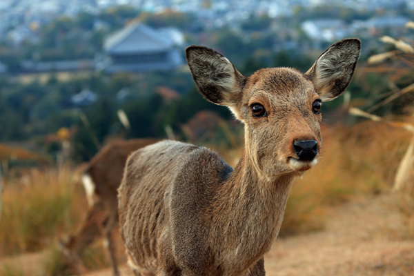 28若草山山頂にて (1)