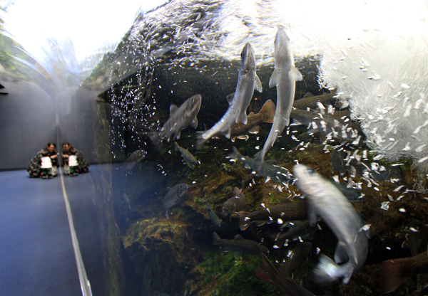 17魚