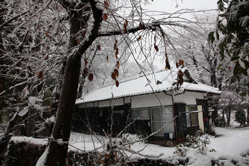 お鷹の道1